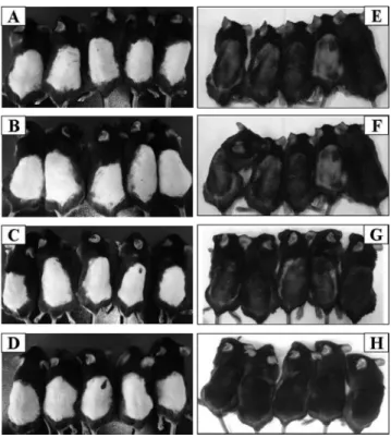 Table 2. Average score of hair growth in C57BL/6 mice applied with test compounds for 8 days