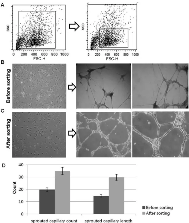 Fig. 3. Comparision of vasculogenic capacity of sorted- and non-sorted cell. (A) Comparison of FSC region gate on the basis of cell size (B) Morphology and tubule forming assay on matrigel for 24 hr FSC region gate non-sorted cell (before sorting) (C) and 