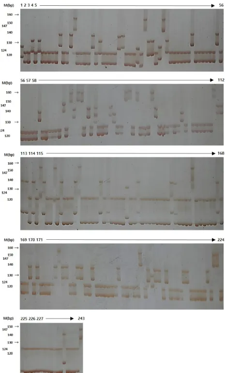 Fig. 1 Segregation of alleles of an SSR marker observed on 4% polyacrylamide gel in 243 Korean rice varieties