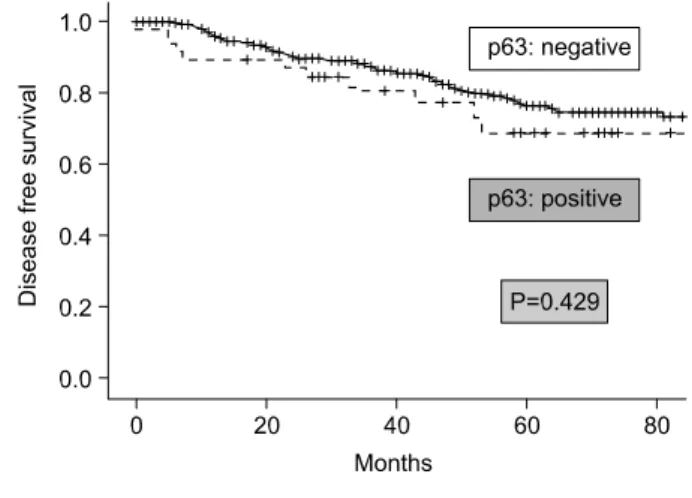 Fig. 2. Disease  free  survival  between  p63  positive  group  and  p63  negative  group,  Kaplan-Meier  Survival  Curve,  Log  Rank  Test  (P=0.429)