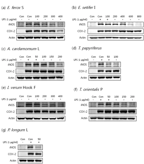 Fig. 3. Modulation of LPS induced iNOS and COX-2 protein expression in RAW 264.7 cells by medicinal herb extracts