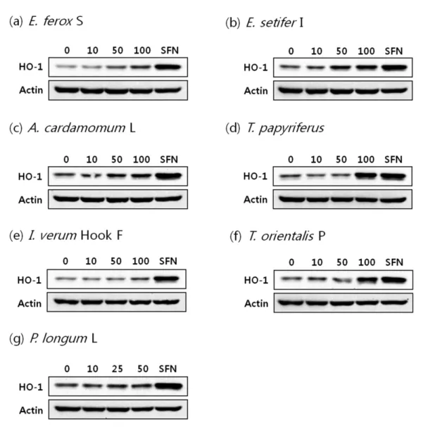 Fig. 4. Modulation of HO-1 protein expression in RAW 264.7 cells by medicinal herb extracts