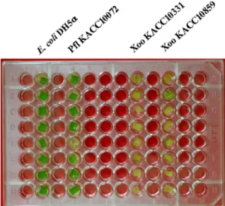 Fig. 1. Pathogenicity of Xoo toward rice in 96 well plates. Xoo infected rice explants which demonstrated Xoo could show  patho-genecity in 96 well plates like field environment