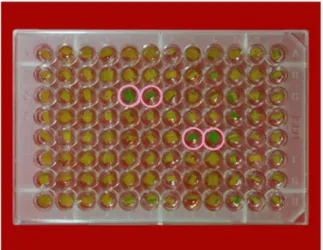 Fig. 4. Quantification of lesions on rice leaf explants by lesion area percentage measurement