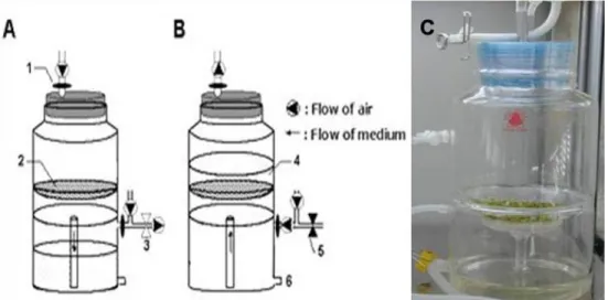 Fig. 1 Structure of the temporary immersion bioreactor. A withdrawal phase, B immersion phase, and C inoculated bioreactor