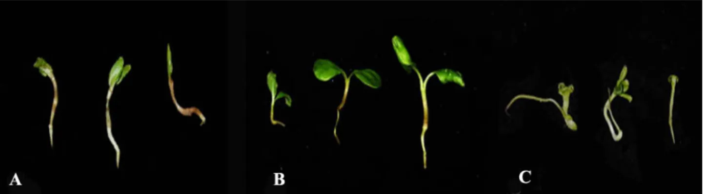 Fig. 2 Germination and plant conversion of somatic embryos from different culture types after two weeks