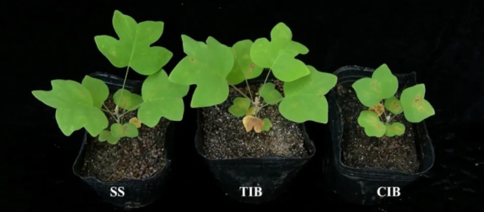 Fig. 7  Ex vitro growing plants obtained from different culture types. SS- semi-solid medium, TIB- temporary immersion bioreactor,  and CIB- continuous immersion bioreactor