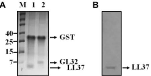 Fig. 4.   Antimicrobial activity of purified recombinant LL37 (rLL37) and GL32 (rGL32)  in vitro
