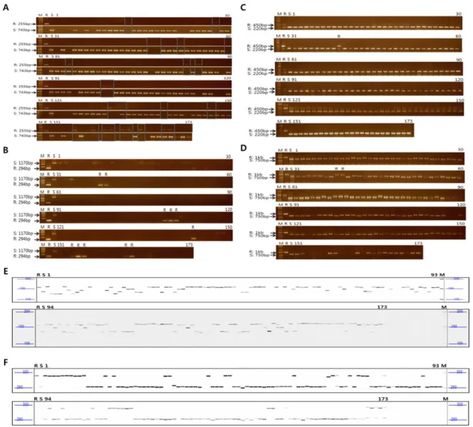 Fig. 2 PCR amplification patterns of markers that discriminate each of the six bacterial blight resistance genes in 173 hybrid rice  breeding lines