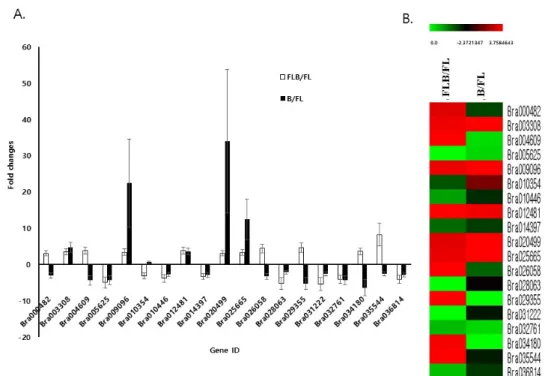 Fig. 3 Gene expression in B. rapa seedlings under blue light mixed conditions. We screened the gene change under Fluorescent +  blue light (FLB) conditions compared with Fluorescent light (FL) conditions