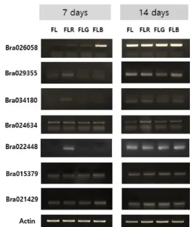 Fig. 4 RT-PCR analysis of genes expressed in Brassica rapa under different light conditions: Genes (listed in Table 4) were  analyzed by reverse-transcript (RT) PCR
