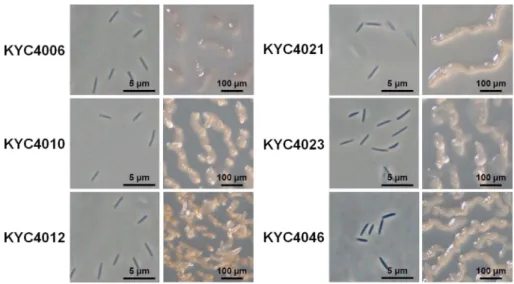 Table 2. C. coralloides strains producing antimicrobial substances that inhibit the growth of S