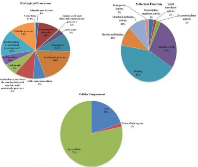 Fig. 4 Gene ontology (GO) classification of Camellia sinensis contigs as summarized into Biological processes, Molecular functions  and Cellular components