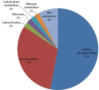 Fig. 5 Biologically active pathways in the leaf transcriptome of  tea