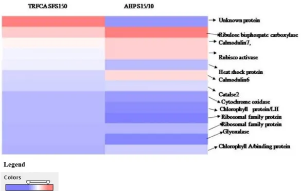 Fig. 7 Heat map of expression pattern of genes in the drought tolerant cultivar TRFCA SFS150 and susceptible AHP S15/10 in  response to water deficit
