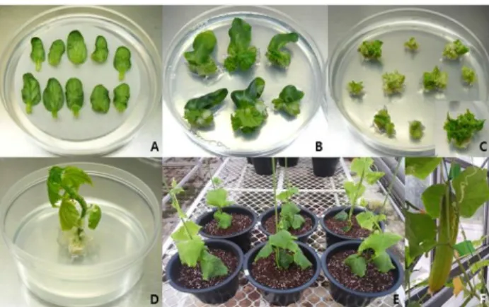 Fig. 2 Putative transgenic cucumber plants regenerated from  cotyledonary-node explants