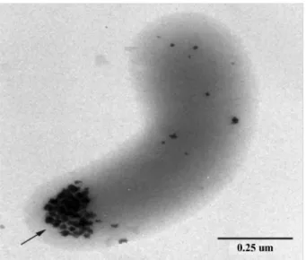 Fig. 2. TEM of a cell of  Shewanella putrefaciens grown anaero- anaero-bically in an H2/Ar atmosphere with poorly crystalline  ferrihy-drite (ferric oxyhydroxide) as the electron acceptor [10]