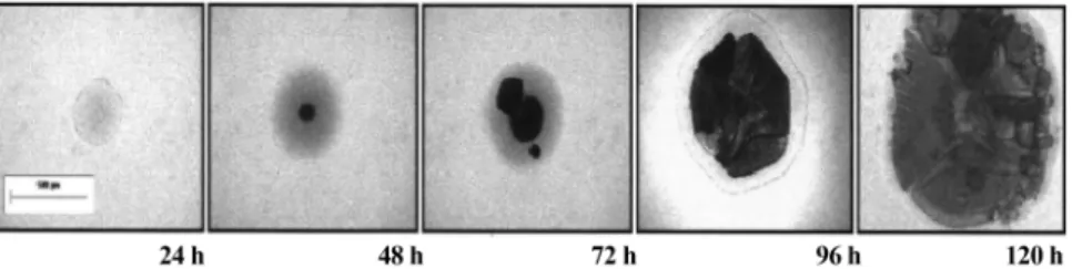 Fig. 3. Simplified representation of the events occurring during the ureolytic induced carbonate precipitation