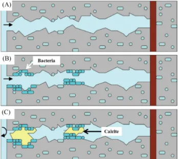 Fig. 8. Scenario of crack-healing by concrete-immobilized bac- bac-teria [25]. Bacbac-teria on fresh crack surfaces become activated due to water ingression (A), start to multiply and precipitate minerals such as calcite (CaCO 3 ) (B), which eventually sea