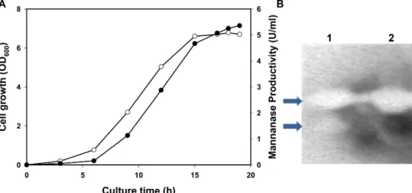 Fig. 2. Growth and mannanase production of the recombinant  L. paracasei in fermentor (A) and zymogram (B)