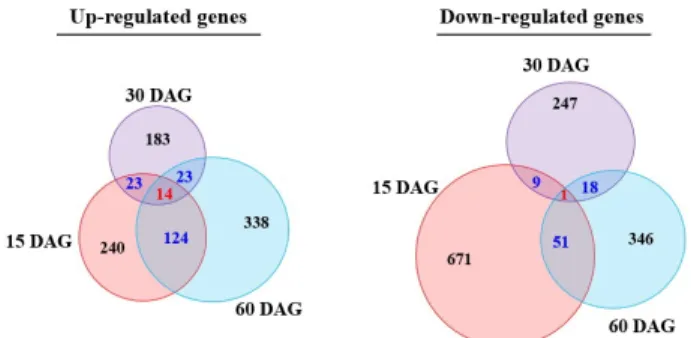 Fig. 2 Distribution of DEGs in F 1  hybrids showing more than  two fold expression change, when compared with both parents