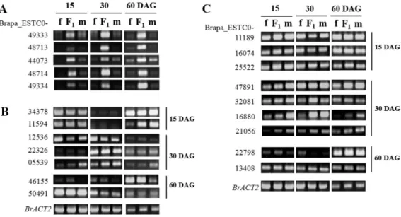 Fig. 3 RT-PCR confirmation of expression patters for selected genes. A, Up-regulated genes in F1 hybrid at all stages; B, Genes  with additive expression at the indicated stage (right side); C, Genes with non-additive expression at the indicated stage (rig