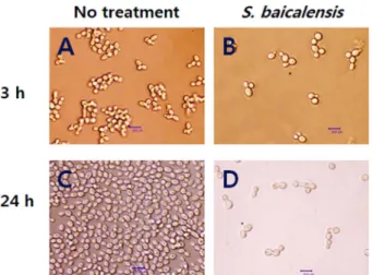 Fig. 2. Cell wall (1,3)- β- D -glucan formation is decreased by the S. baicalensis extract.