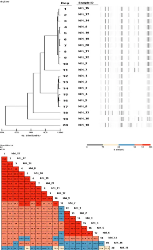 Fig. 1. Rep-PCR generated dendrogram for the 20  Staphylococcus aureus isolates form 2006-2008