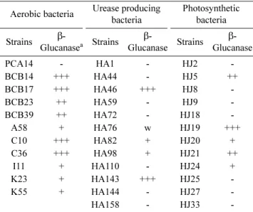 Fig. 1. Detection of  β-Glucanase activity by auxin producing PGPR on CMC-Congo red agar medium