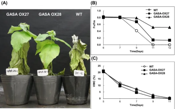 Fig. 6 Physiological responses of the PagGASA transgenic plants after water outage. (A) Phenotypic responses of wild-type (WT)  and  PagGASA overexpression plants after 11 days under dehydration conditions