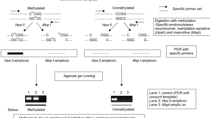 Fig.  1.  Methylation  assay  by  enzyme  digestion  (HpaII/MspI)-PCR.