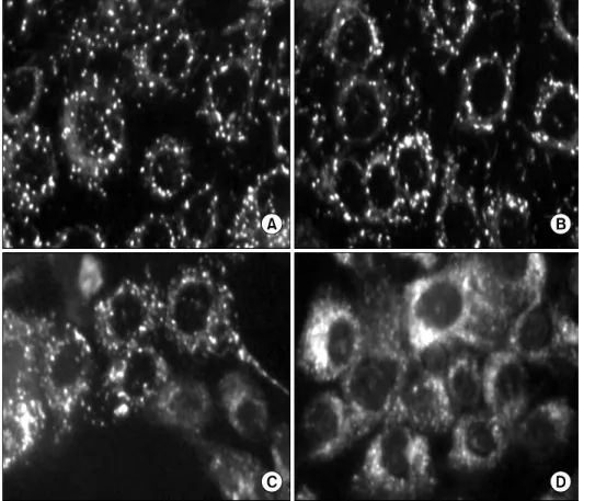 Fig. 6. Change  of  mitochondrial  membrane  potential   tran-sition  in  FK506  treated   Jur-kat  cells