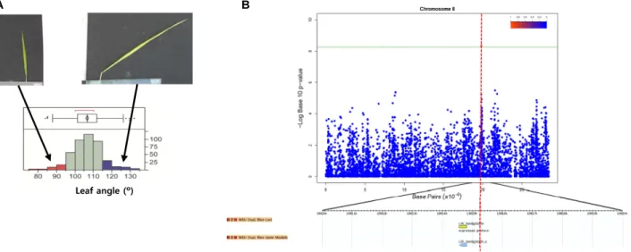 Fig. 3 (A) Phenotypic distribution and statistics of lateral leaf angle (°), (B) Regions of the genome showing strong association signals  near previously lateral leaf angle-related genes