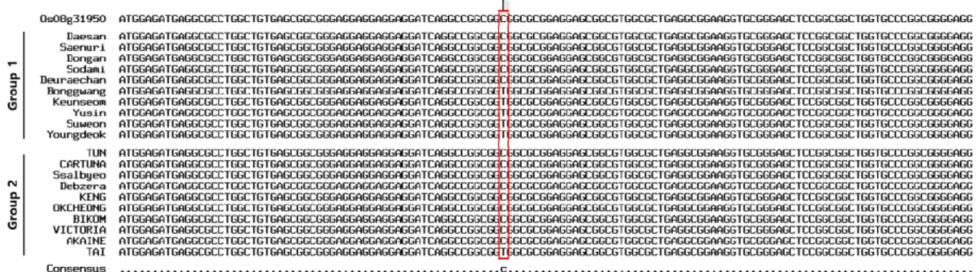 Fig. 6 RNA expression patterns in two organs (leaf and root)  for  Os08g31950 gene in 20 selected rice accessions based on  real-time PCR analysis using LLA1 and actin primers