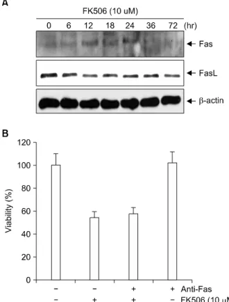 Fig.  6.  Expression  of  Fas  and  Fas-L  proteins  in  FK506  treated  Jurkat  cells