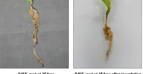 Fig. 1 Confirmation of Clubroot disease symptoms in the Chinese cabbage roots of 94SK with inoculation of Plasmodiophora  brassicae  at 35 days after inoculation (DAI) compared to the 94SK root without innoculation