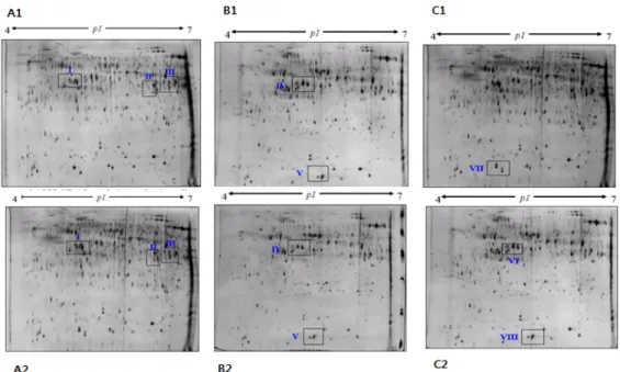 Fig. 2 Comparative proteomic analysis of root proteins of 94SK (clubroot disease susceptible Chinese cabbage) without inoculation  (A1) and with inoculation (A2) at 3 DAI