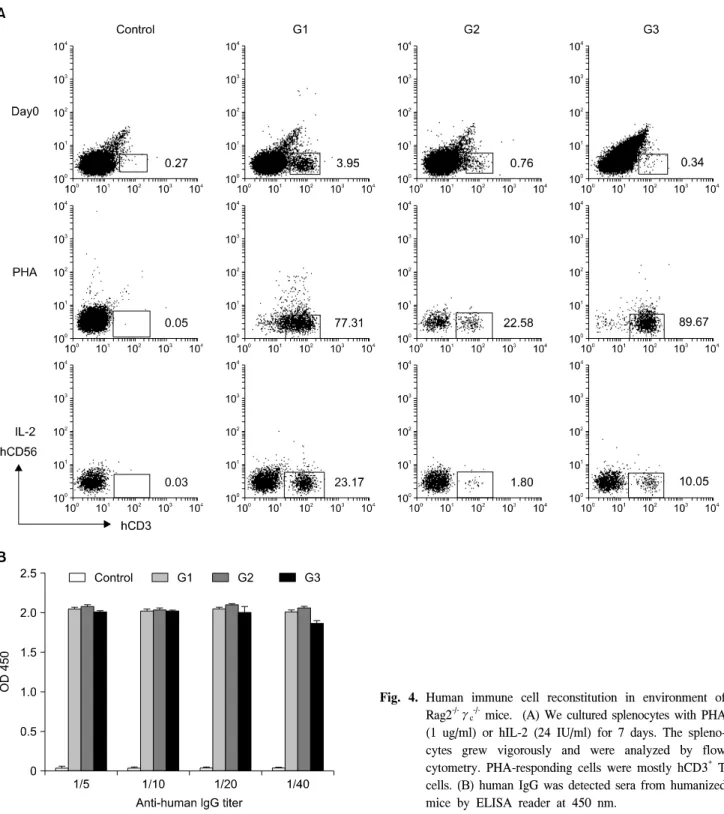Fig.  4.  Human  immune  cell  reconstitution  in  environment  of    Rag2 -/- γ c 