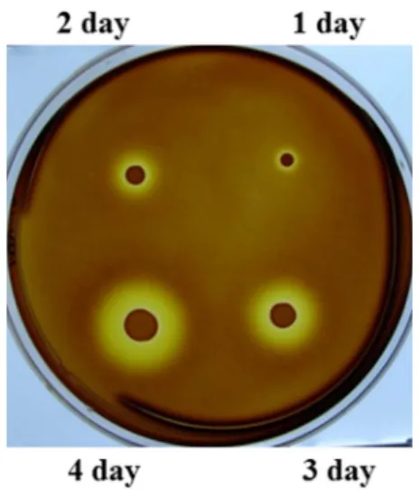 Fig. 1. Zymogram plate assay results of the GNUM08120 as a function of cultivation time.