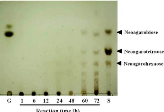 Fig. 6. Thin layer chromatogram of the hydrolyzed product of agarose.