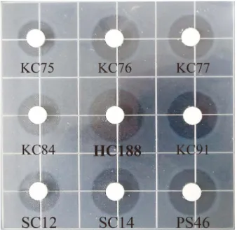 Fig. 1. Fibrinolytic activity of isolates producing protease. 