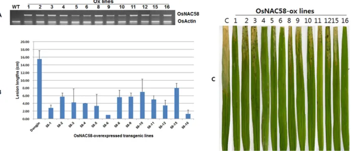Fig. 4 Expression analysis and disease resistance assay on Xanthomonas oryzae pv.  oryzae strain KACC10859 of the OsNAC58-  overexpressing rice and the wild type  ‘Dongjin’ rice