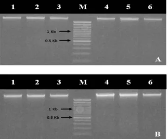 Fig. 2. Comparison of aspect of PCR amplication using the various primer set. 