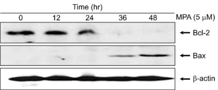 Fig.  5.  Decreased  expression  of  Bcl-2  and  incresed  Bax  protein  in  MPA  treated  Jurkat  cells