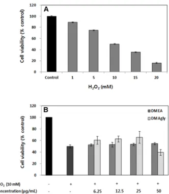 Fig. 4. (A) Cell viability on H 2 O 2 -induced cell damage in HaCaT cell system. (B) Cellular protective effect of the  frac-tions of D