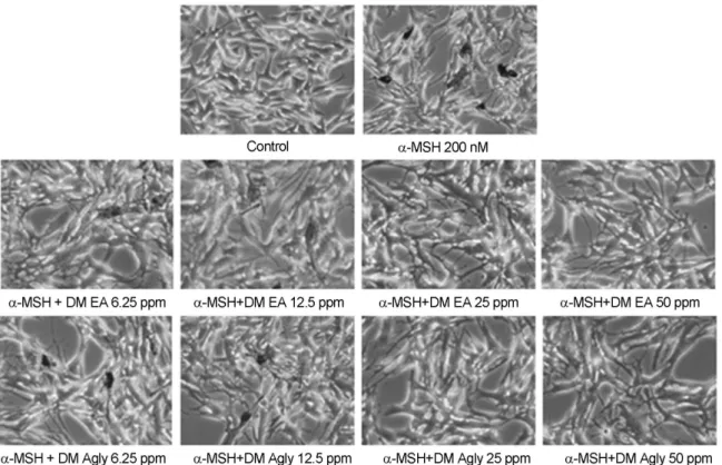 Fig. 7. Effect of D. morbifera leaf extracts on cellular morphology of cultured B16F1 melanoma cells under inverted phase con- con-trast microscope using a digital camera
