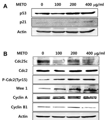 Table 1. Cell cycle distribution of  Typha orientalis extract- extract-treated HT29 cells
