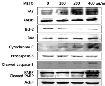 Fig. 5. Effects of METO on the levels of apoptosis-related pro- pro-tein expression in HT29 cells