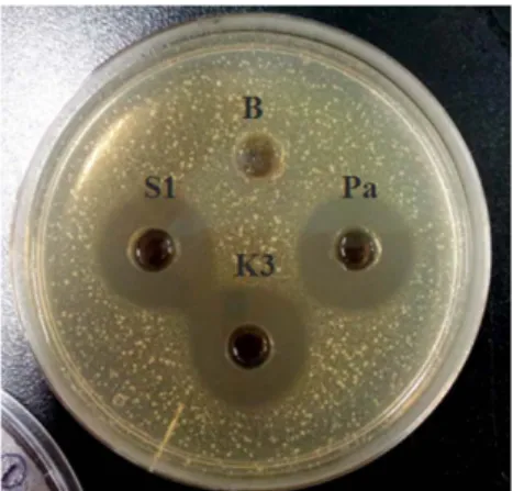 Fig. 5. Cell viability of Pediococcus acidilactici K3 ( ■ ) and S1 ( ● ) for 30 days on different temperatures (A, 4 o C; B, 10 o C; C, 25 o C) after adding to pasteurized makgeolli