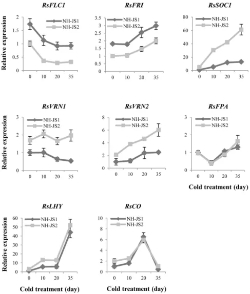 Fig. 3 Quantitative reverse transcription PCR analysis of flowering pathway regulated gene expression in two inbred radish lines